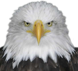 Click here for the Sidney Eagles Sports Fall Schedule
