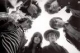 Jefferson Airplane/Starship