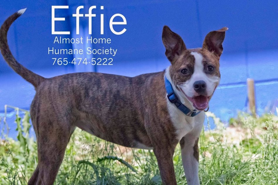 Meet EFFIE...this week's Furry Feature