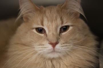 Meet MUFASA...this week's Furry Feature